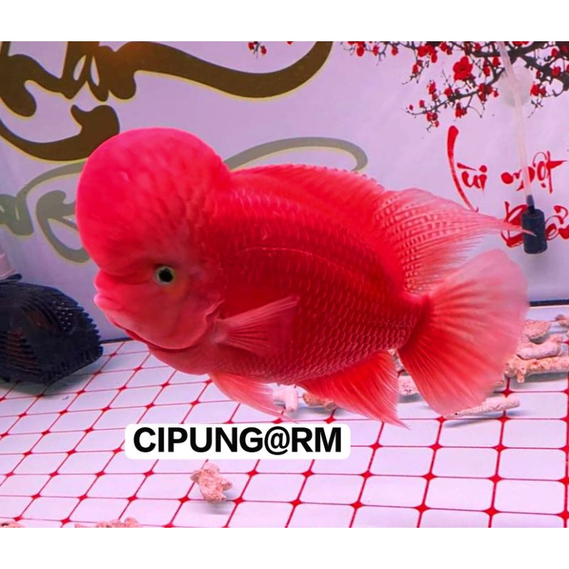 CPG09 SUPER RED MONKEY THAILAND GEN 3-4CM