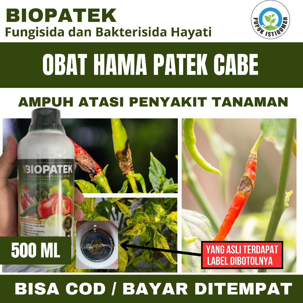 Obat Anti Busuk Buah Cabe Cabai - Obat Busuk Buah Cabe Rawit - Obat Buah Cabe Busuk Paling Ampuh