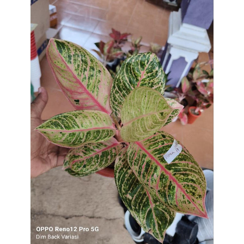 Tanaman Hias Bunga Aglaonema Aglonema Romantic Love / RL