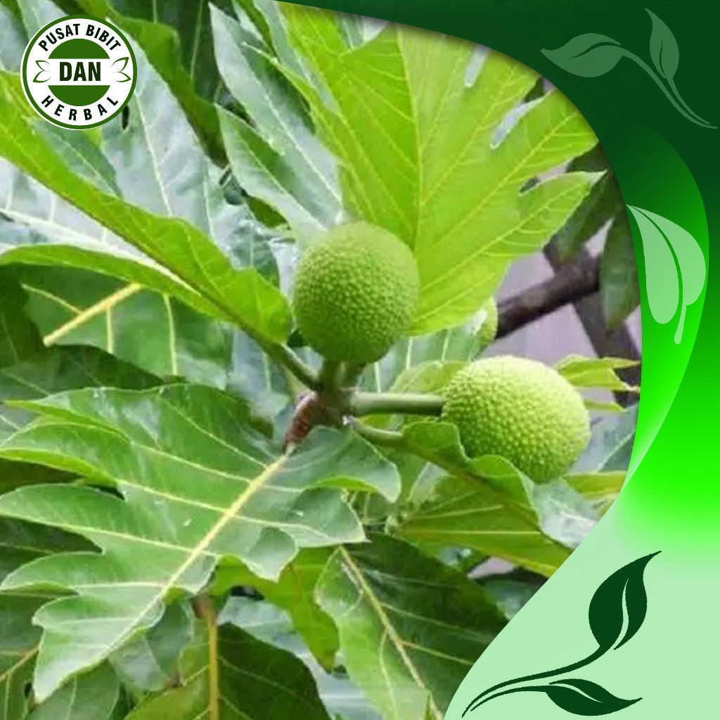 

Daun sukun basah/segar obat herbal alami 1 kg - pusat bibit dan herbal
