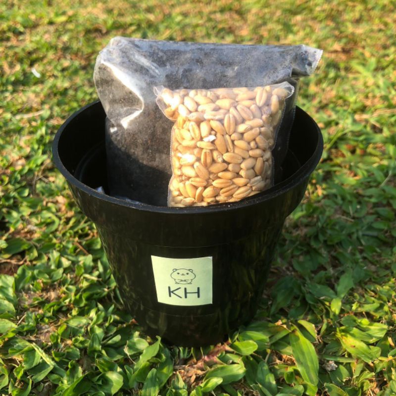 Rumput Gandum Kucing Paket Lengkap Siap Tanam
