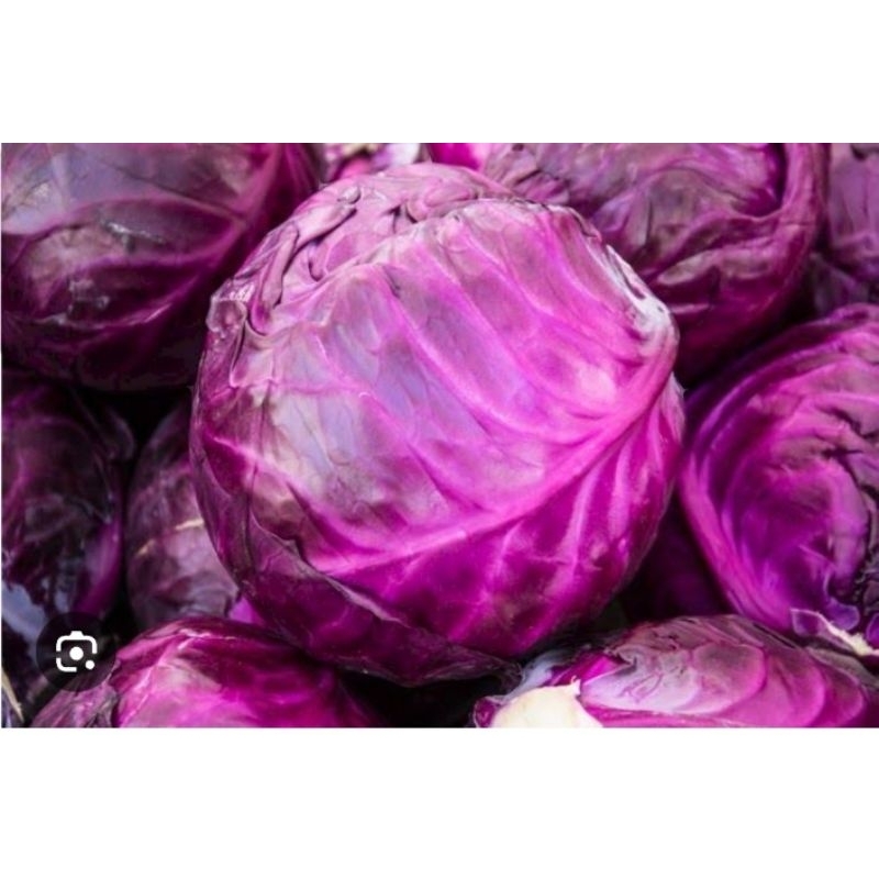 

Kol Ungu - Kubis Ungu Anti Oksidan - Sayur Salad
