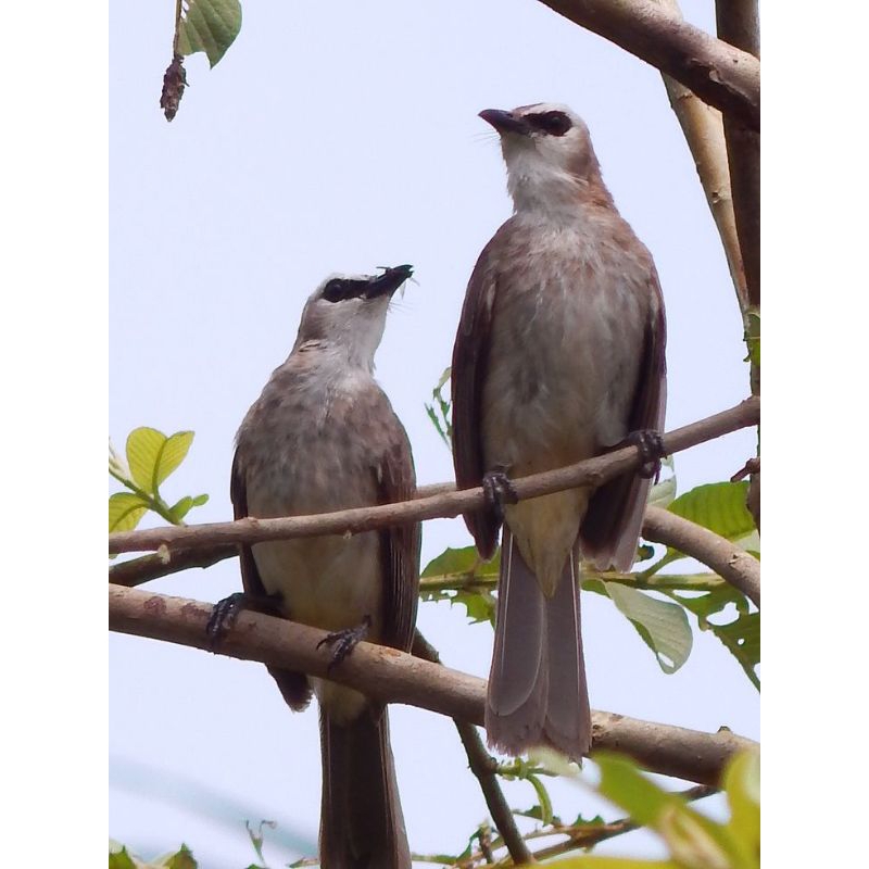 burung trucukan bahan gacoran prospek