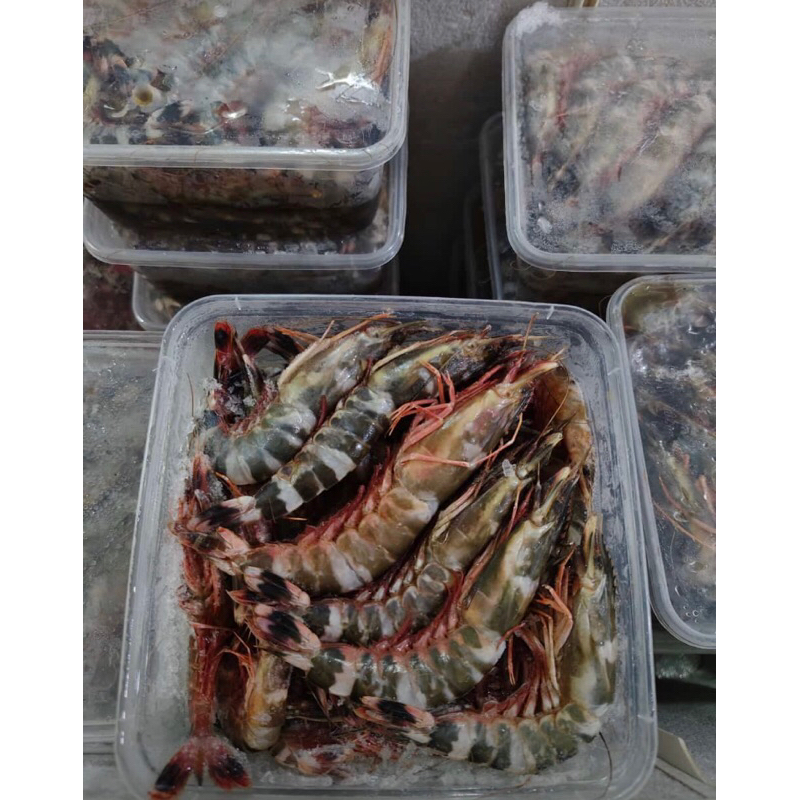 Udang Windu Frozen 1kg