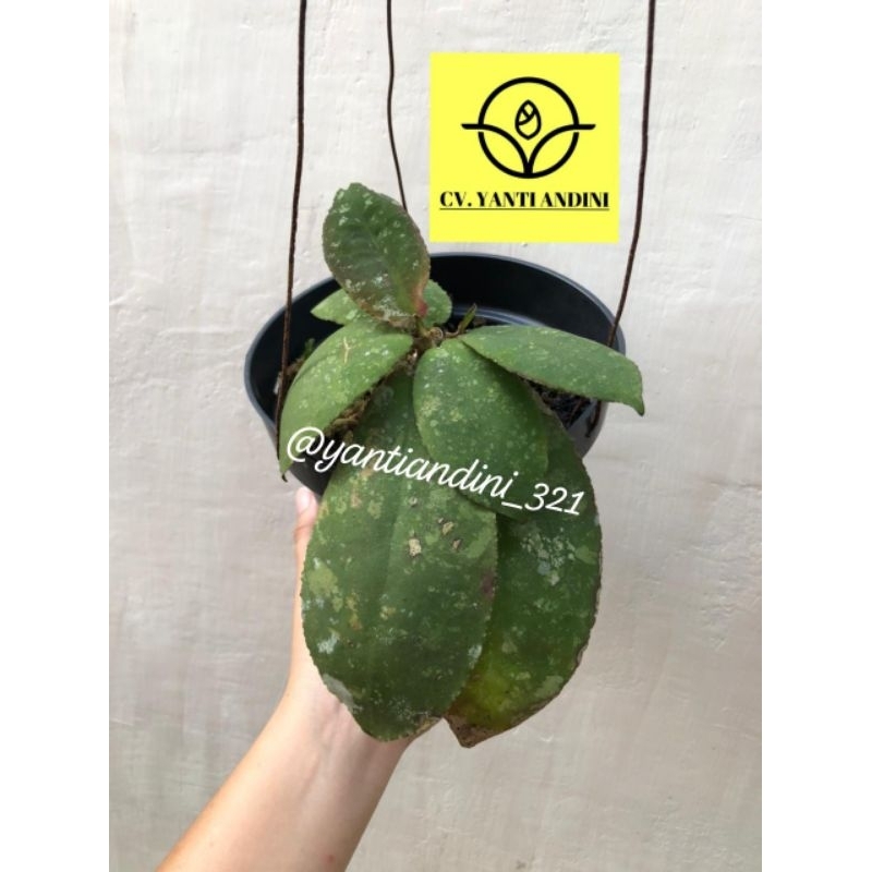 Hoya Undulata Green Splash