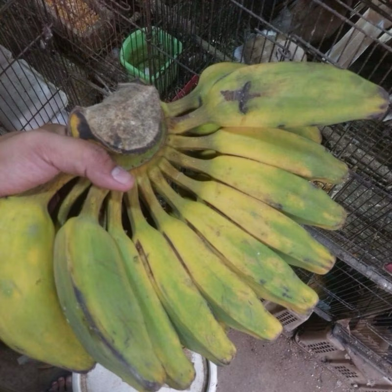 

BUAH PISANG KEPOK PUTIH UNTUK BURUNG ATAU HEWAN