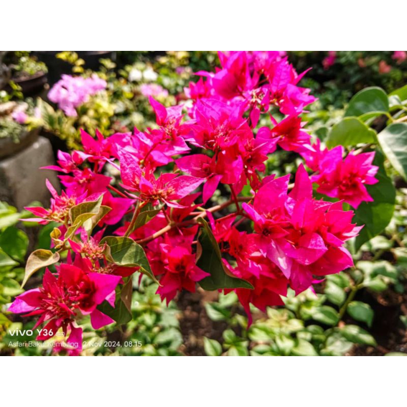 Bougenville Hawai Merah