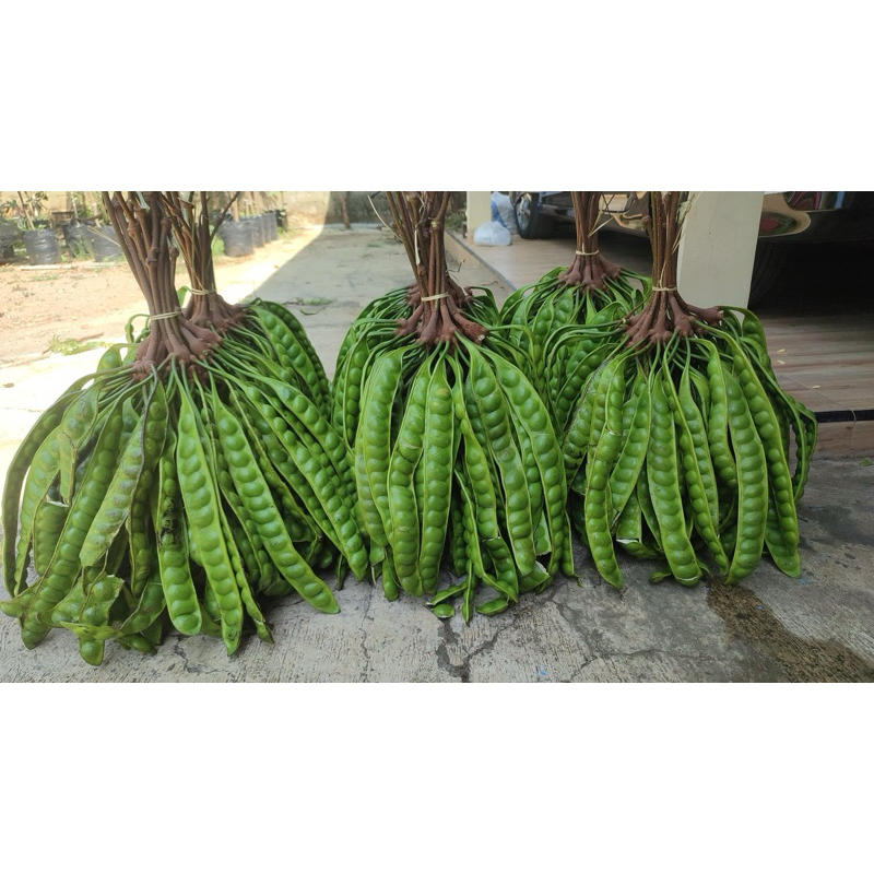 

PETE SUPER ISI 10 PAPAN