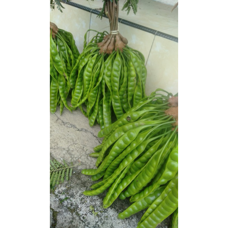 

Pete ukuran sedang per lonjor atau per keris/ 1papan