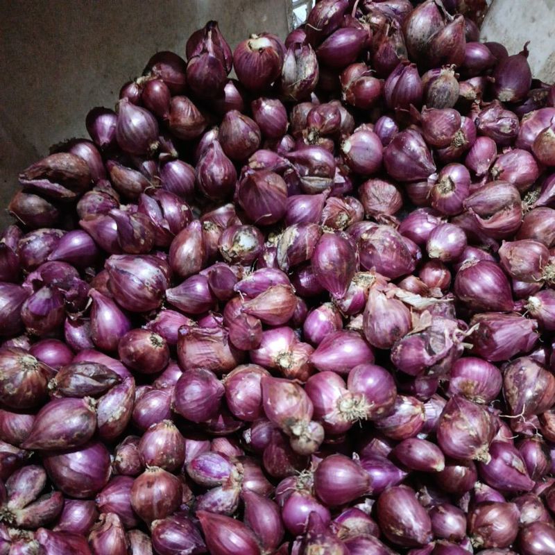 

bawang merah kering tanggung kecil 500 gram