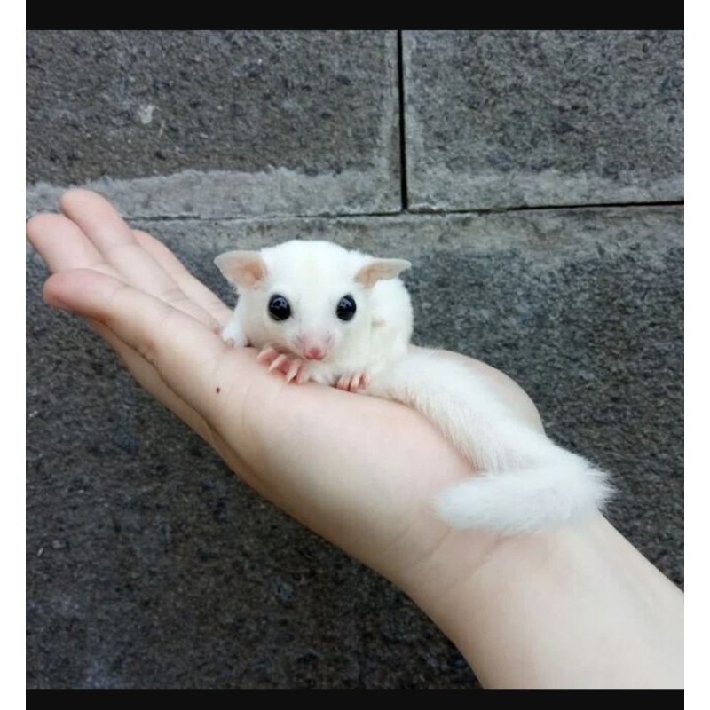 Sugar glider leucistik (putih)