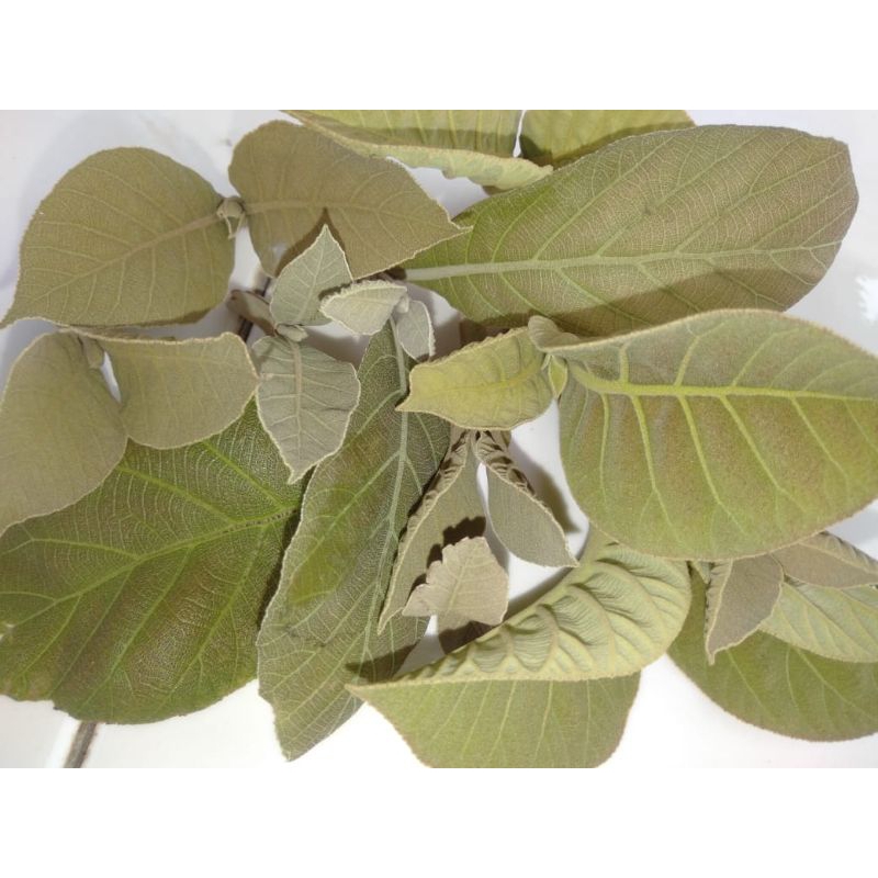 

daun jati pupus daun jati segar