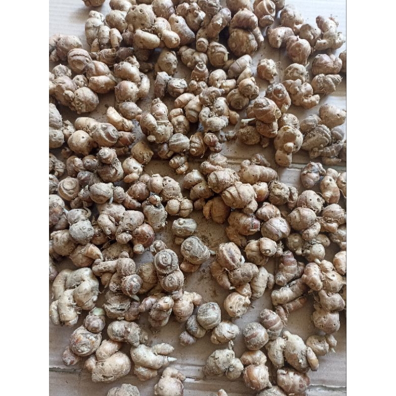 

KENCUR SIZE BESAR 500 GRAM 1 KG