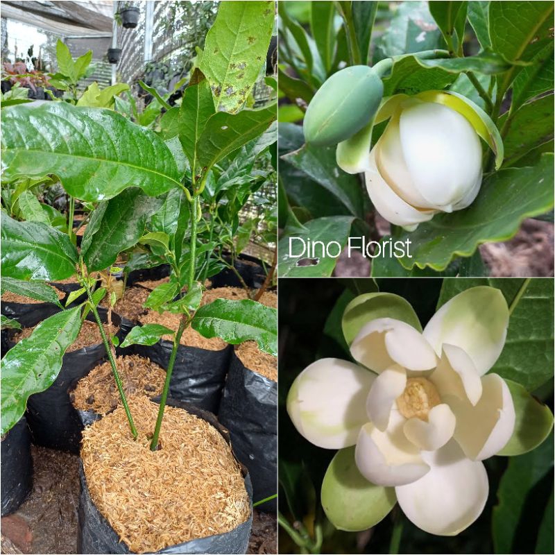 Tanaman Hias Bunga Cempaka Gondok Putih / Cempaka Telur /Magnolia Liliifera