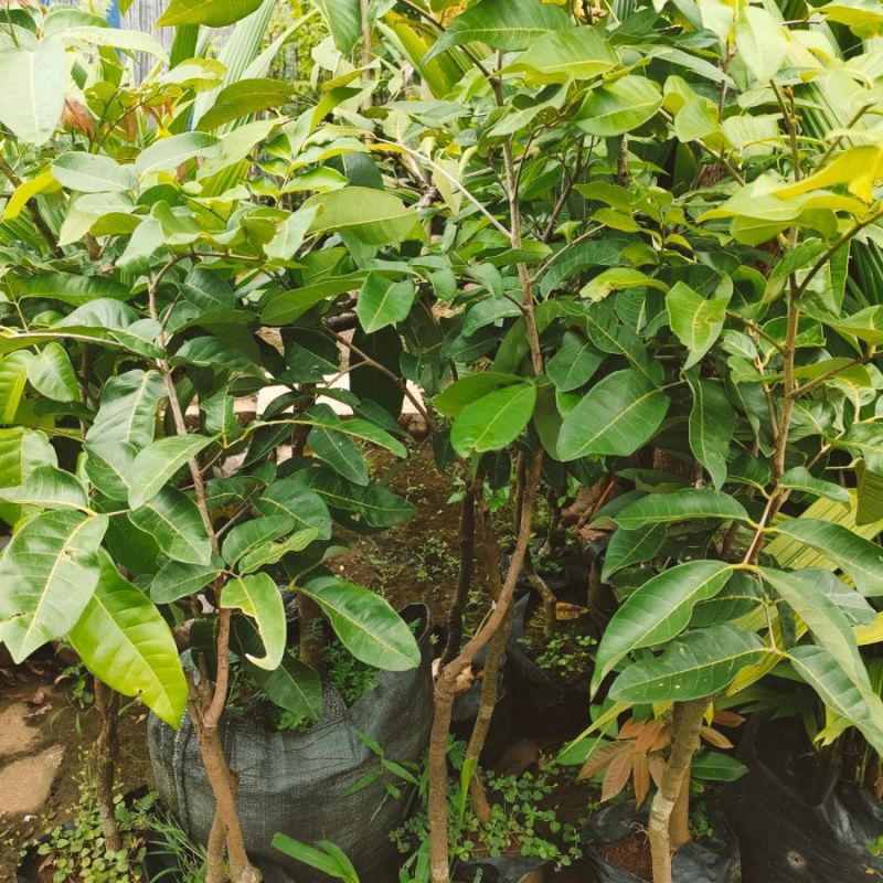 

bibit kelengkeng matalada