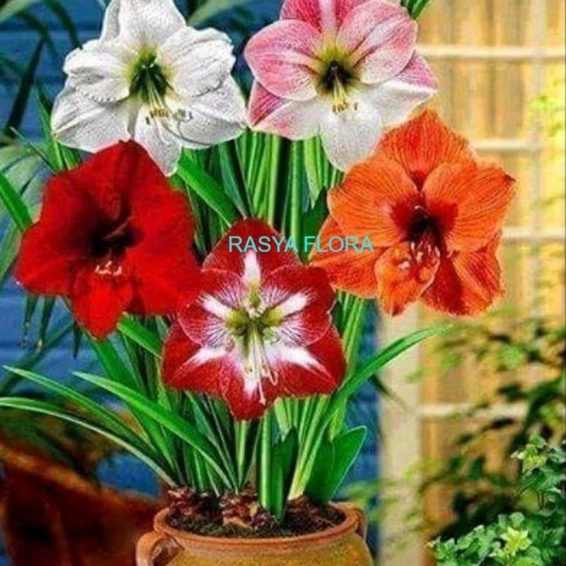 Pakethemat!!! 5 jenis bunga Bakung amarilis - tanaman hidup bunga cantik