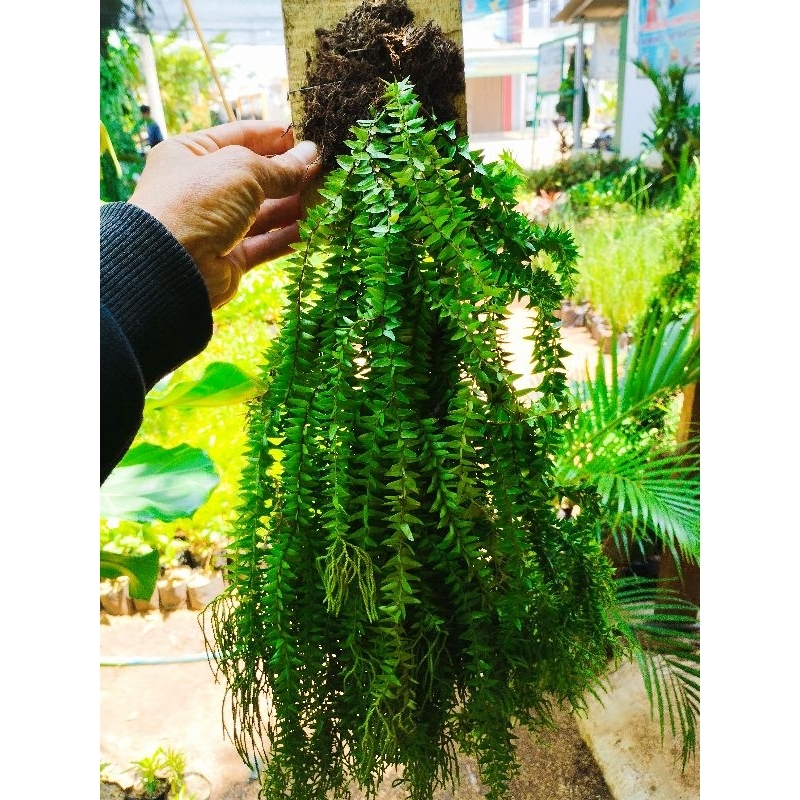 Tanaman hias hidup pakis rumbai Tanaman pakis papan