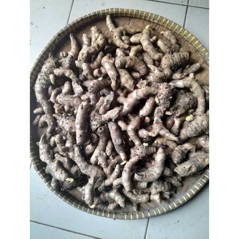 

Temulawak segar organik