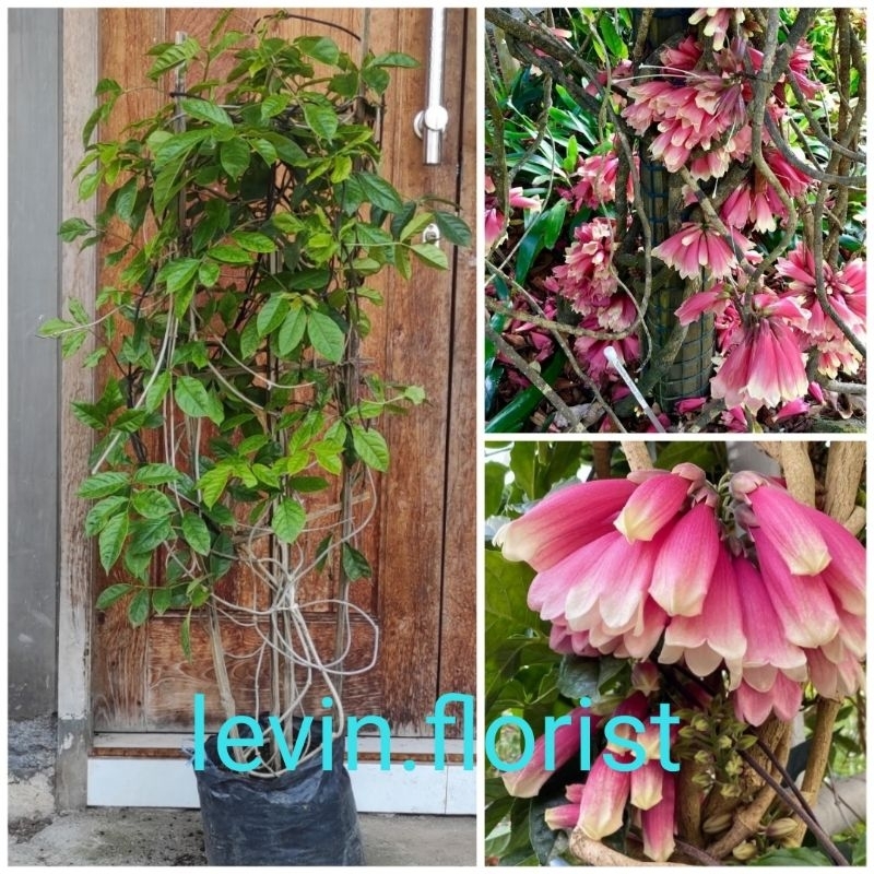 [ INDUKAN ] Tecomanthe dendrophila / new guinea temper vine / fraser island creeper/  bibit tanaman 