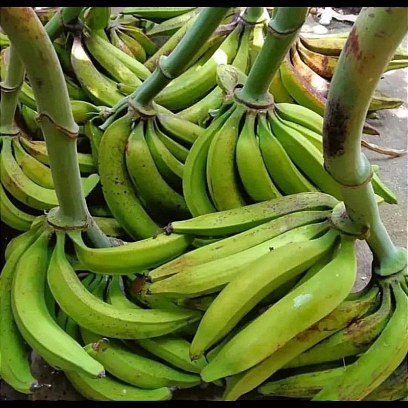 

Pisang tanduk super 1 tandan / 1 turuy