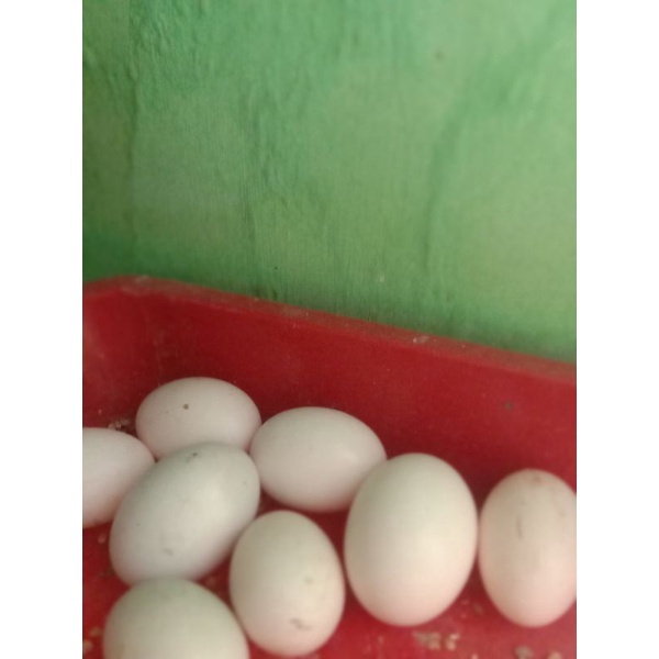 

Promo Kilat Hanya 24 Jam telor burung dara asli