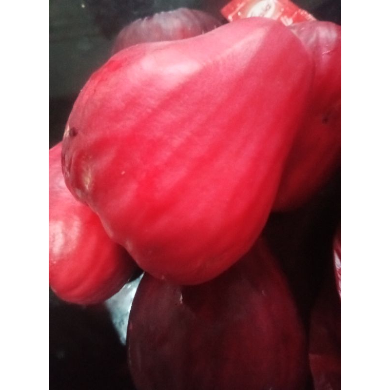 

Jambu Jamaika 1kg