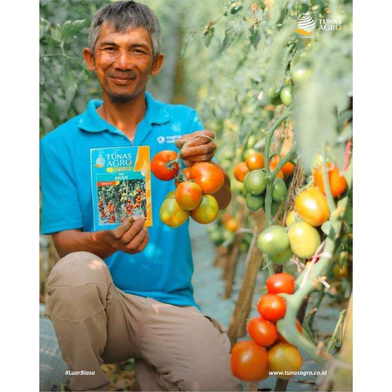 BENIH TOMAT BUAH, TOMAT MALIGAI  TAVI 10GRAM, TOMAT MALIGAI UPDATEAN DARI TOMAT LATANSA TAVI