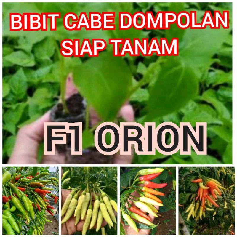 Bibit cabe dompol dompolan turunan pertama orion siap tanam full akar