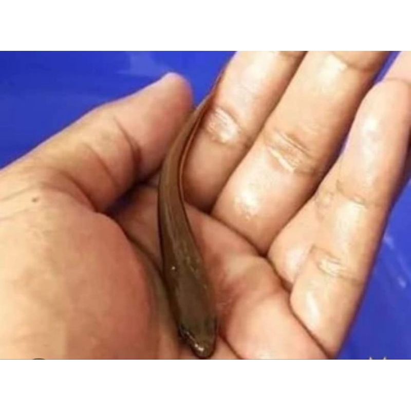 promo.... TOMAN ORI KALIMANTAN