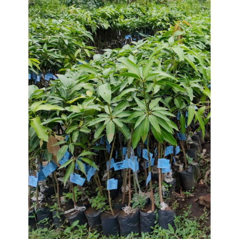 bibit mangga gadung
