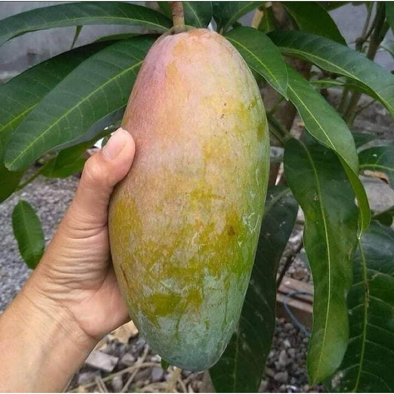 Bibit mangga kiojay okulasi siap bunga