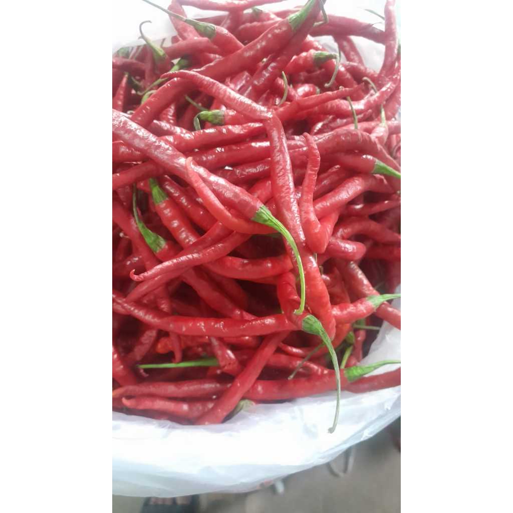 

Cabai Merah Keriting .