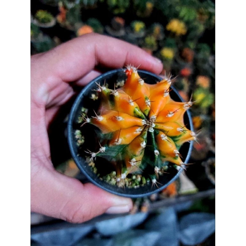 gymno miha hybrid var kaktus gymno seedling kaktus varigata