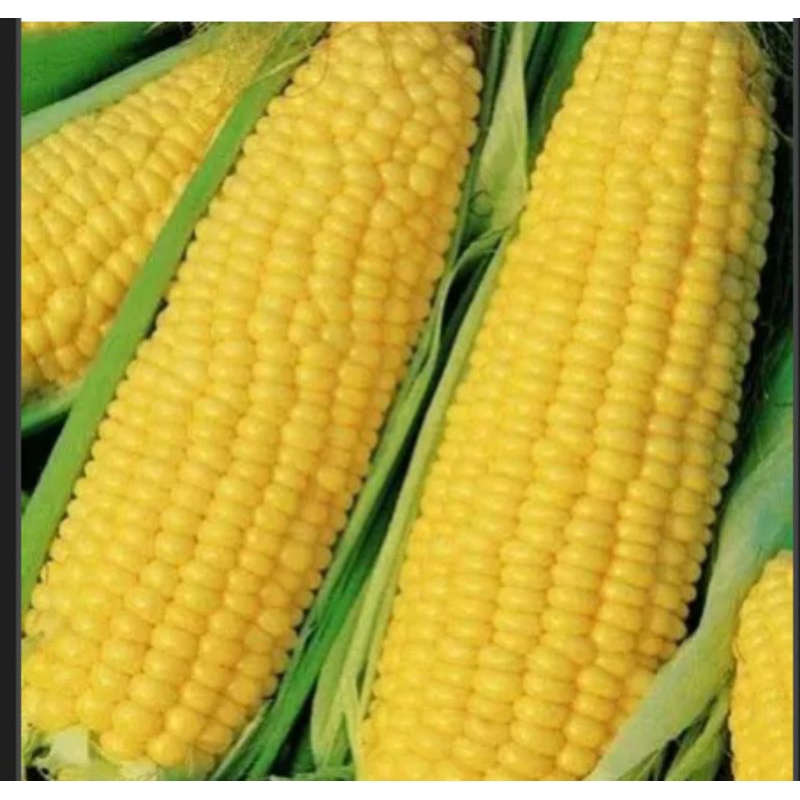 

jagung manis super 1 kg langsung dari petani