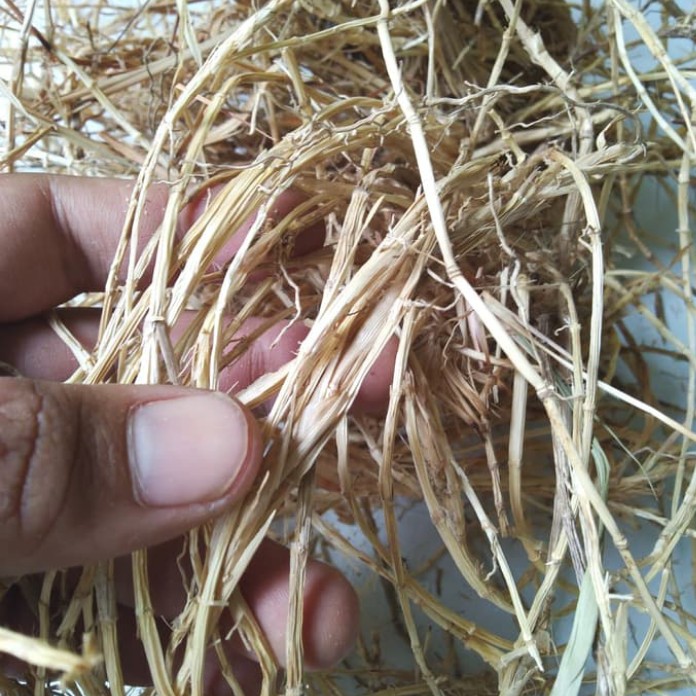 

Akar Herbal Alang Alang 500gram untuk Kesehatan