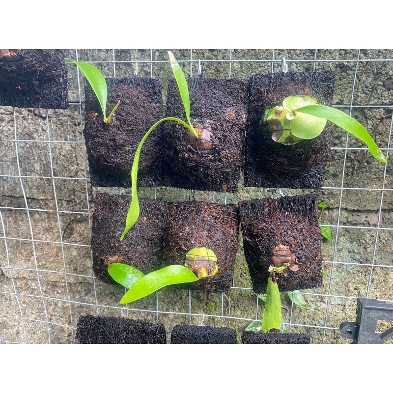 Platycerium Blue Venus