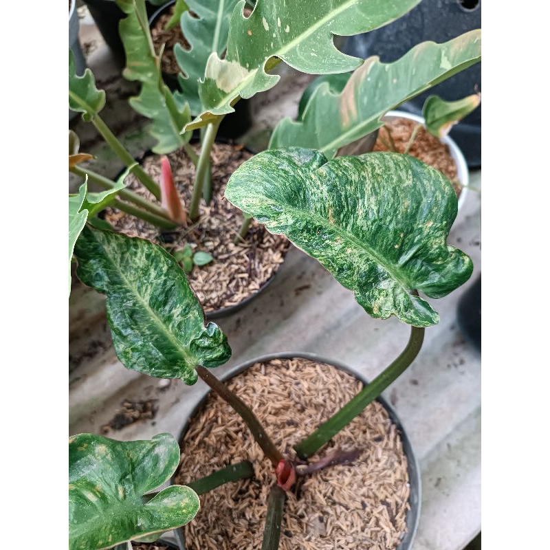 Philodendron Red Congo Varigata