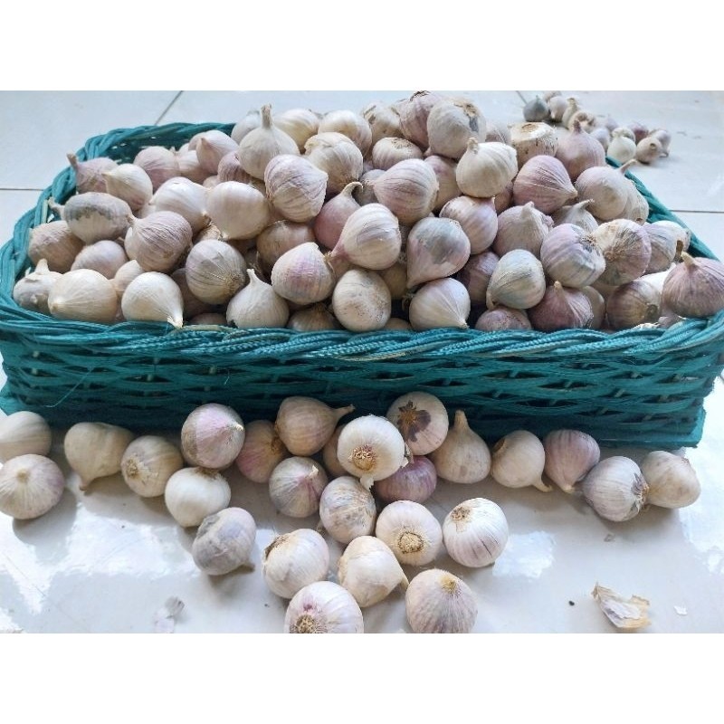 

50 Gram Bawang Putih Tunggal / 50 Gram Bawang Putih Lanang/ Bawang Lanang