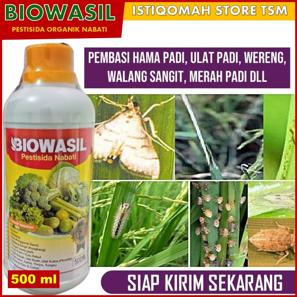 BIOWASIL - OBAT HAMA PADI SAWAH TERBAIK - Pestisida Padi paling Bagus Atasi Hama Tanaman Padi – Pupu