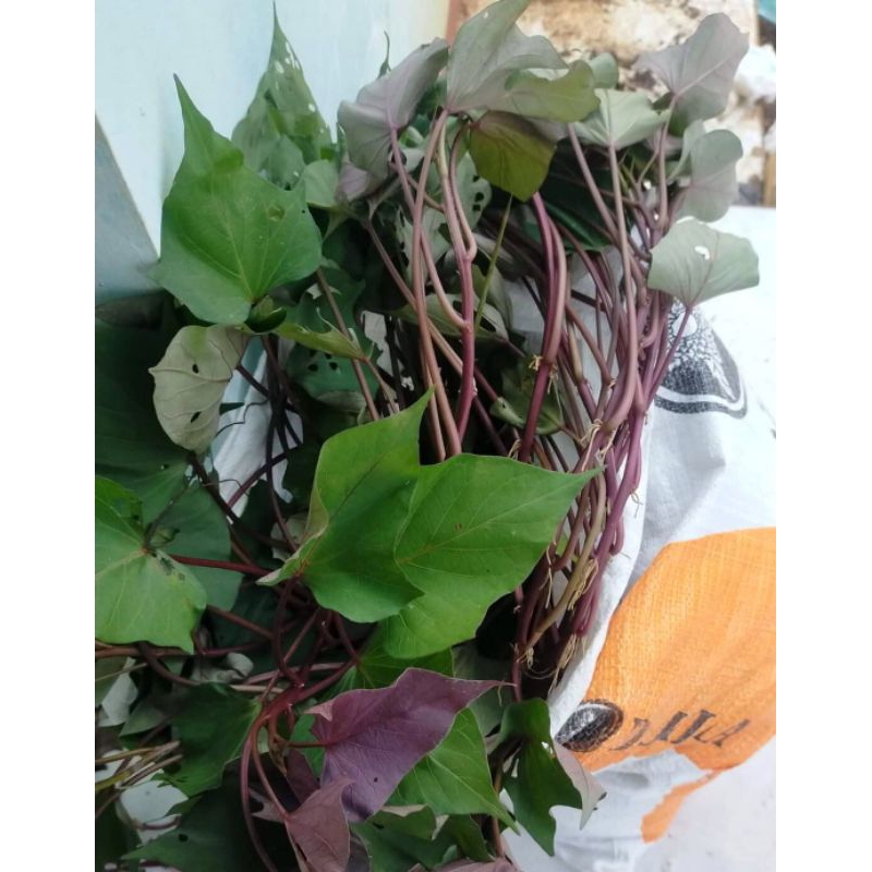 Bibit Ubi Jalar Stek 10 batang