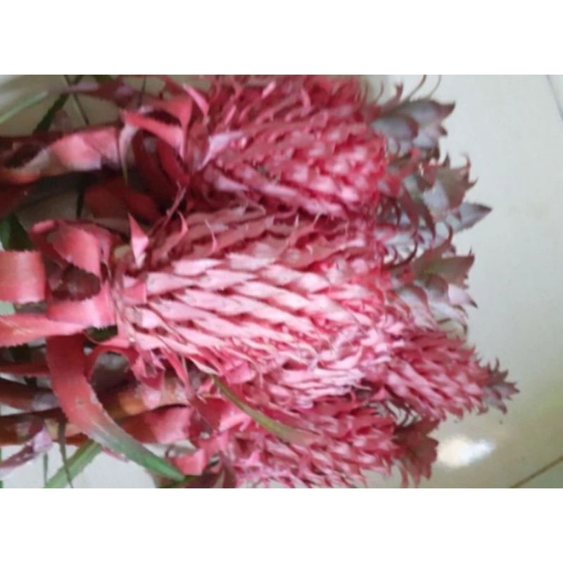 

Termurah nanas merah hutan perbiji