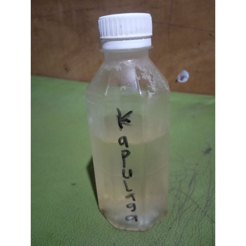 

Air Sadapan Pohon Kapulaga Asli Alami