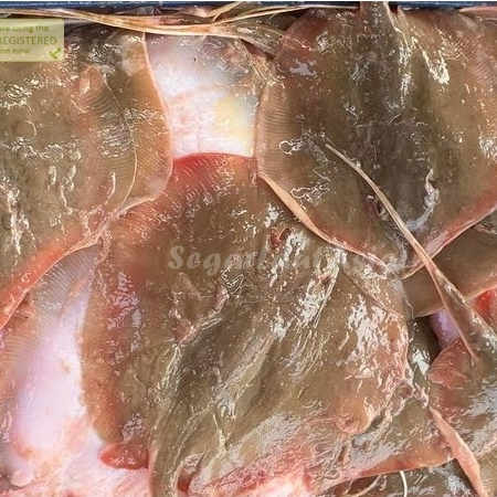 

Ikan Pari Segar 1Kg Ikan Pari Utuh