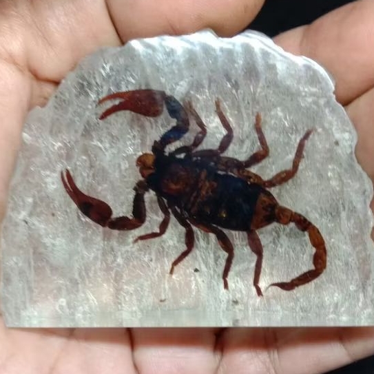 hiasan meja serangga/scorpion motif batu