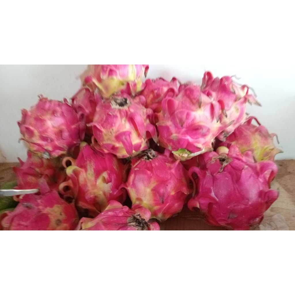 

Buah naga