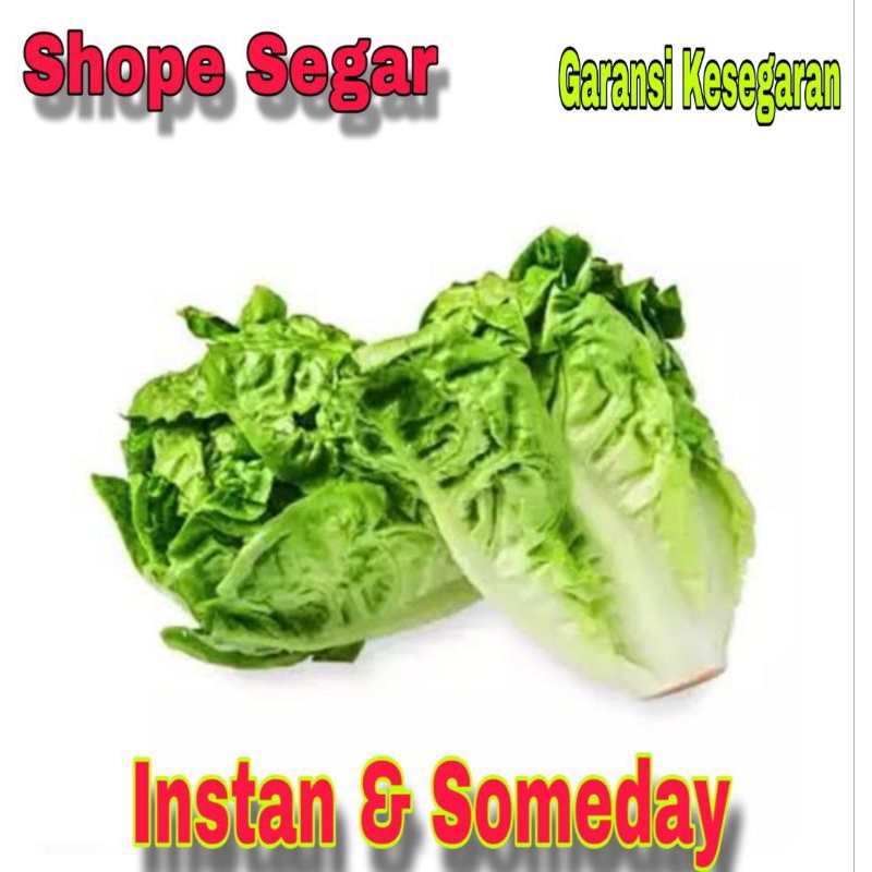 

Sayur Roman Selada romance Sayur Salad Fresh
