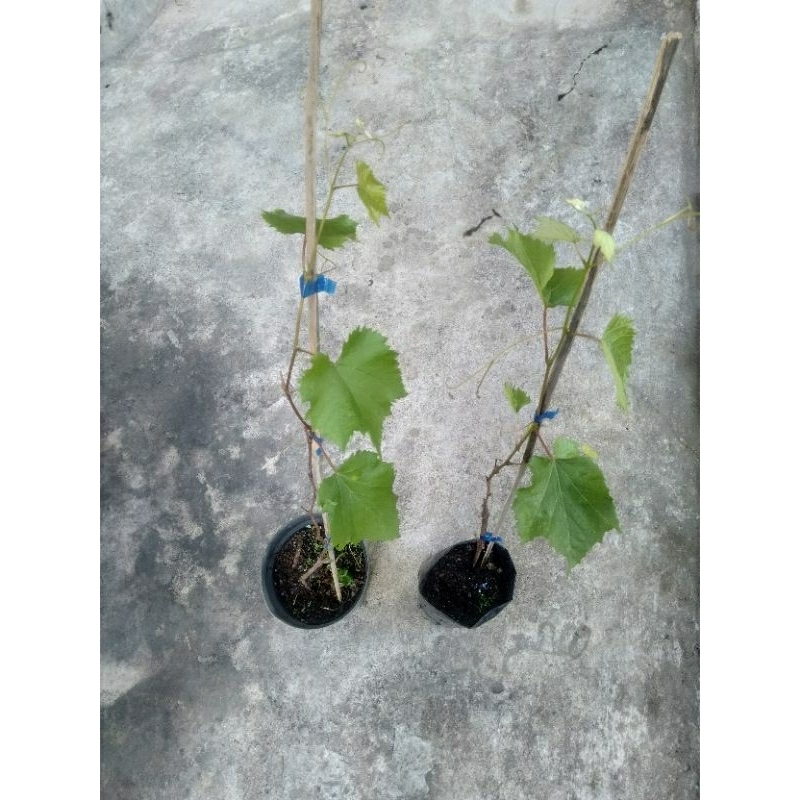 Bibit Ownroot Anggur Impor Jupiter