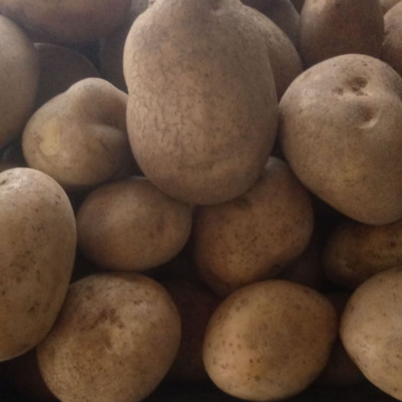 

kentang gede per 500 gr