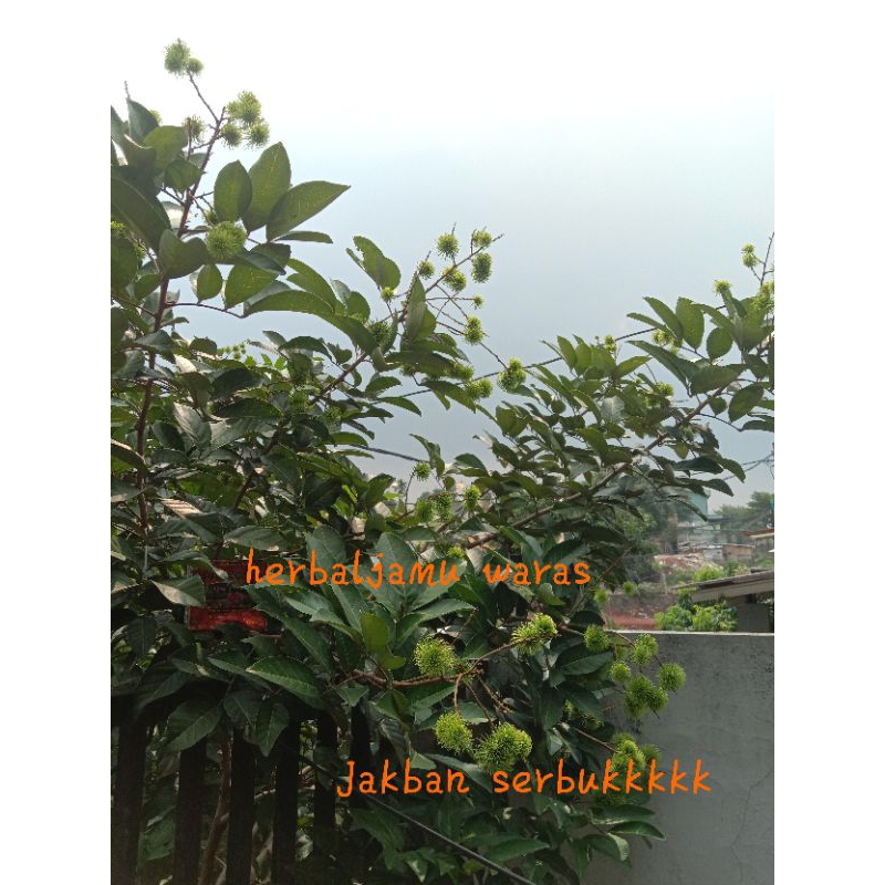 

Daun J.B. S asli Atmodjo