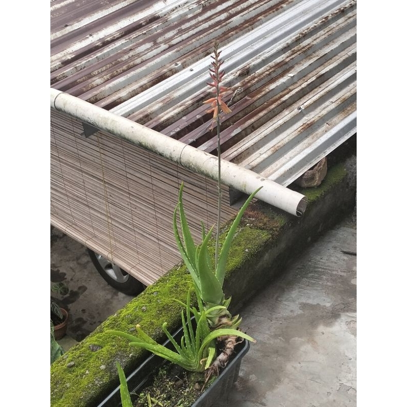 lidah buaya berbunga